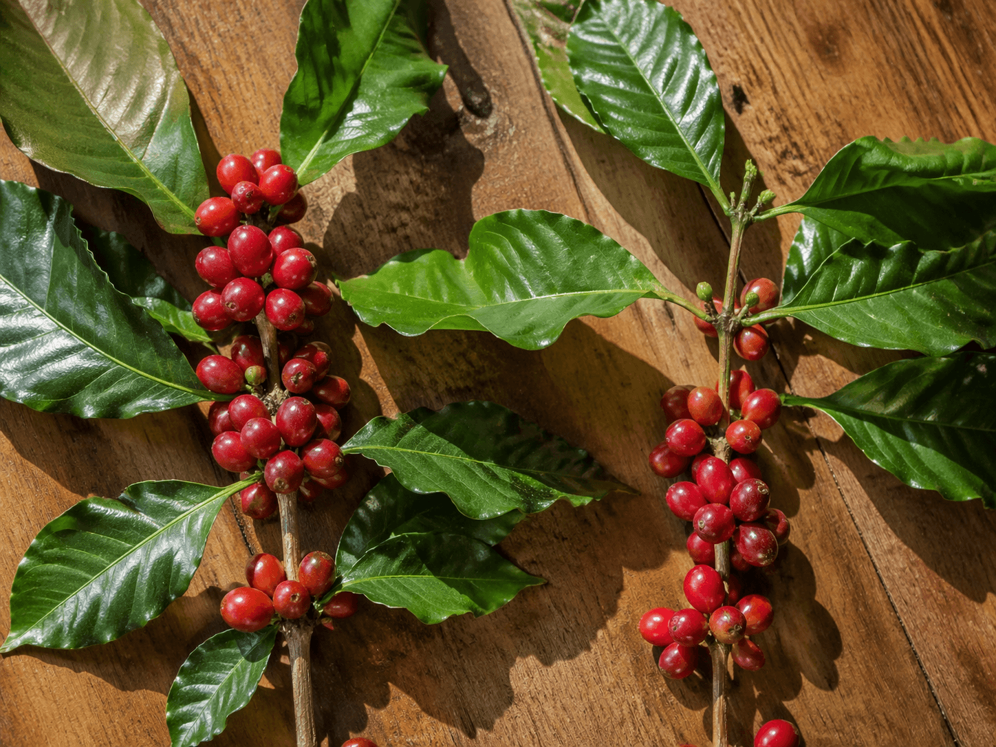 Зерна арабики и робусты