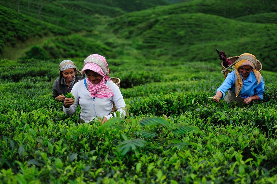 В регионе Дарджилинг фермеры собирают урожай чая