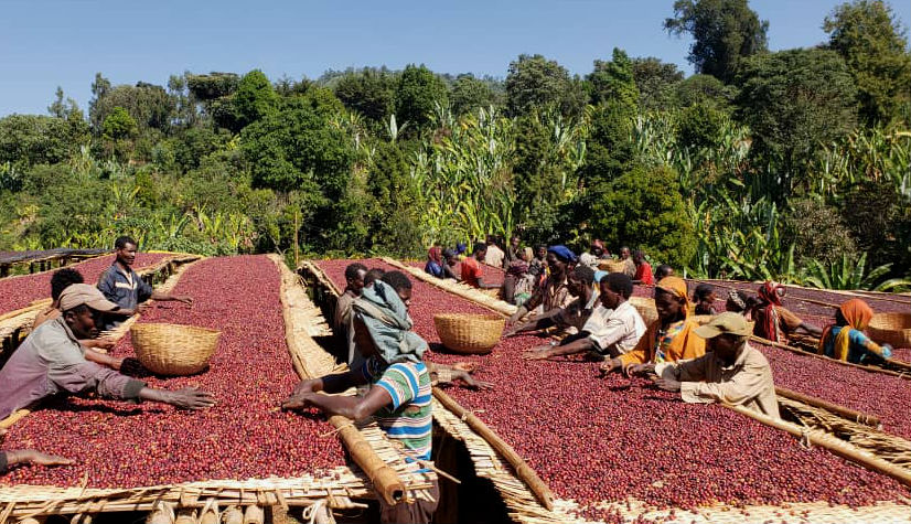 Эфиопия Иргачеффе Нат Эфиопия Иргачеффе Нат