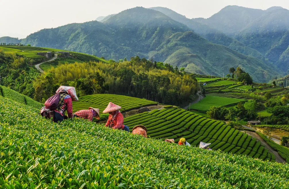 Фермеры собирают чай в регионе Ассам