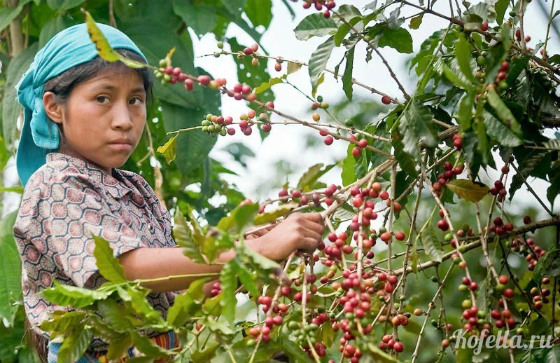 Как растёт и как собирают кофе в Мексике 