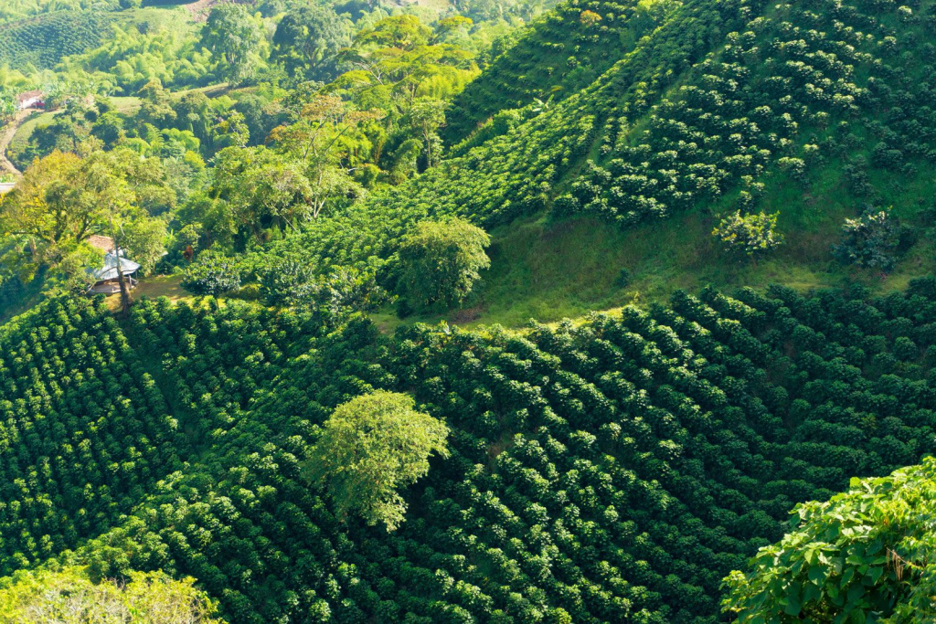 Coffee-plantation-Armenia-Colom.jpg Coffee-plantation-Armenia-Colom.jpg
