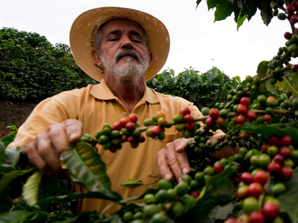 Производство кофе в колумбии