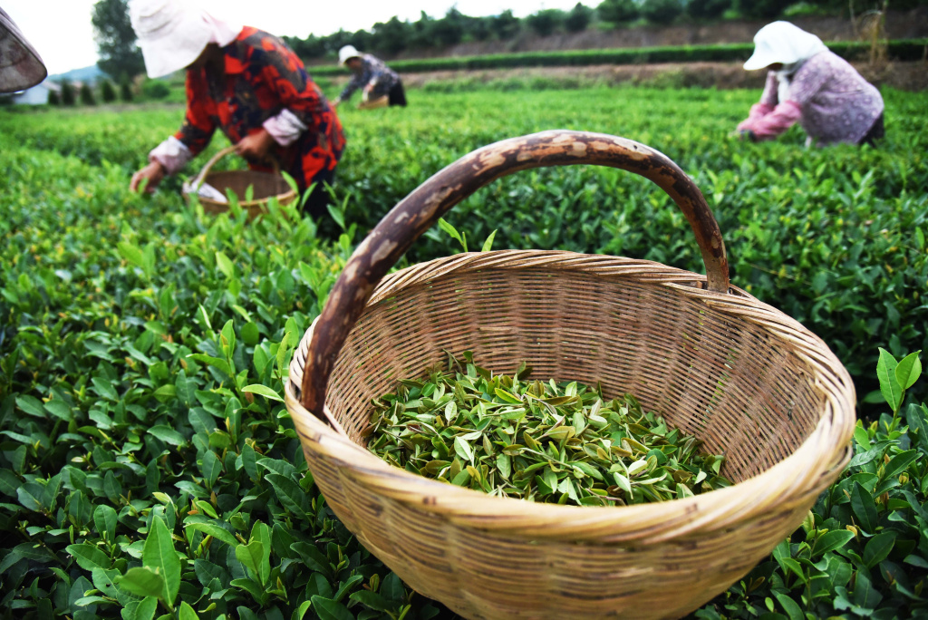 Фермеры на плантации собирают чай Оранж Пеко