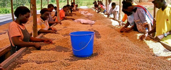Производство кофе в Уганде
