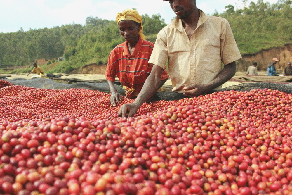 Фермеры Эфиопии собирают урожай кофе