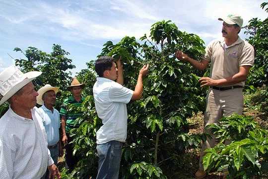 Сбор урожая кофе на плантации в Гондурасе 