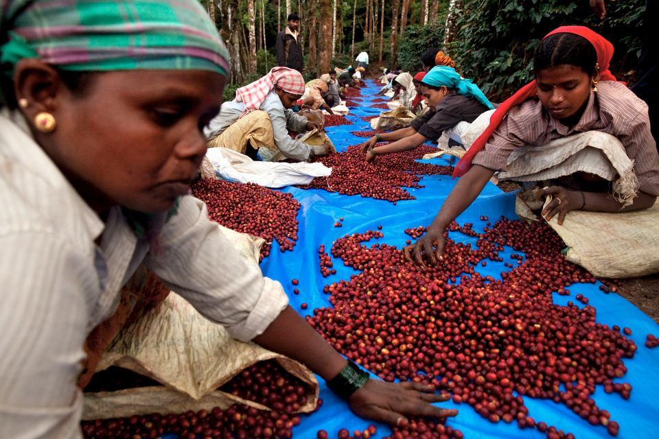 Фермеры сортируют кофе перед обработкой