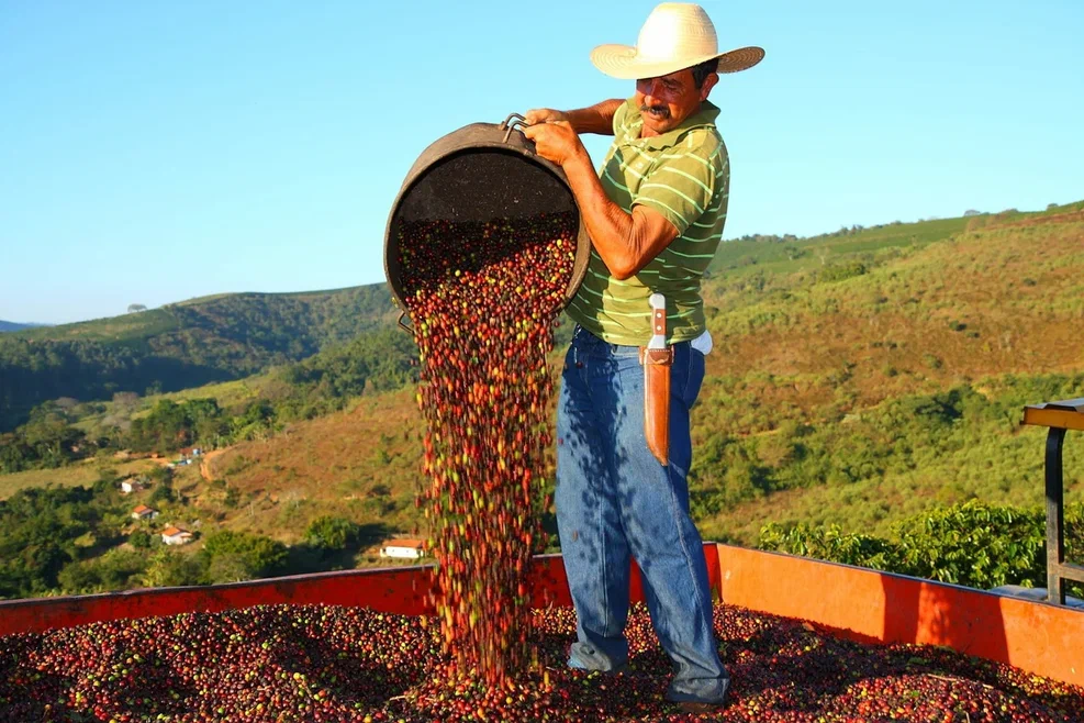 Сбор урожая кофе в Мексике