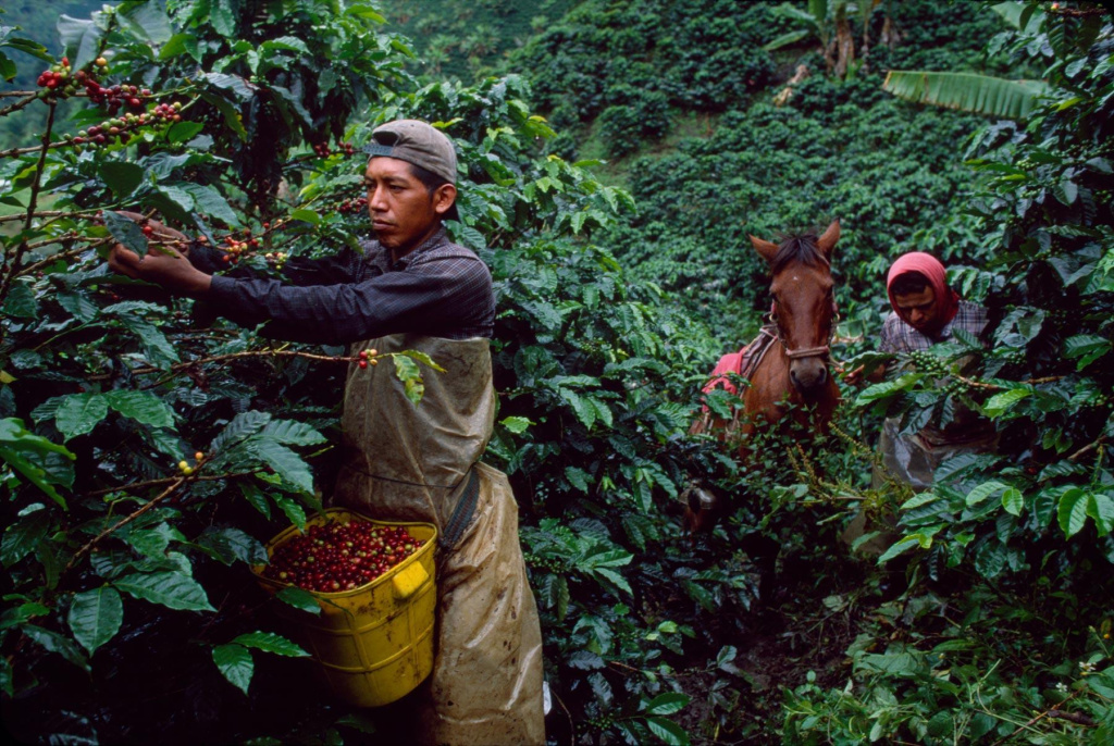 Сбор урожая кофе в Колумбии