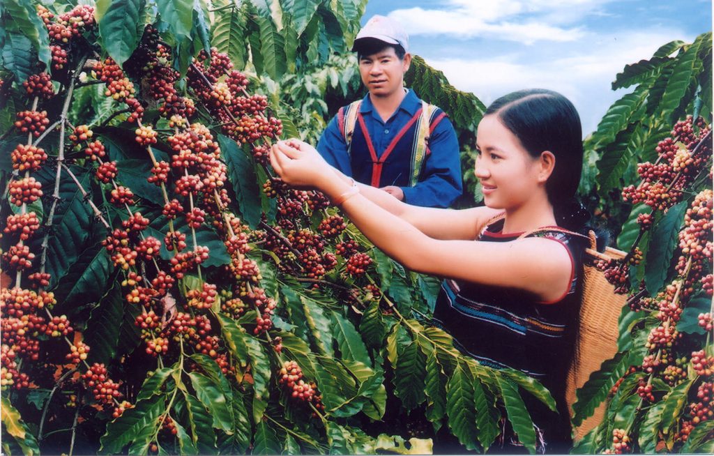 Особенности произрастания кофе во Вьетнаме