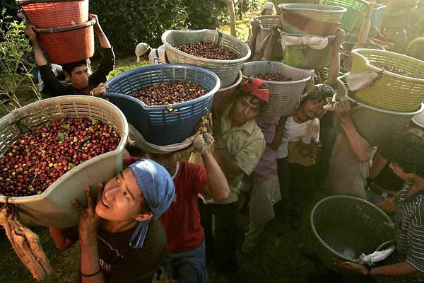 Производство кофе Коста-Рика DOTA