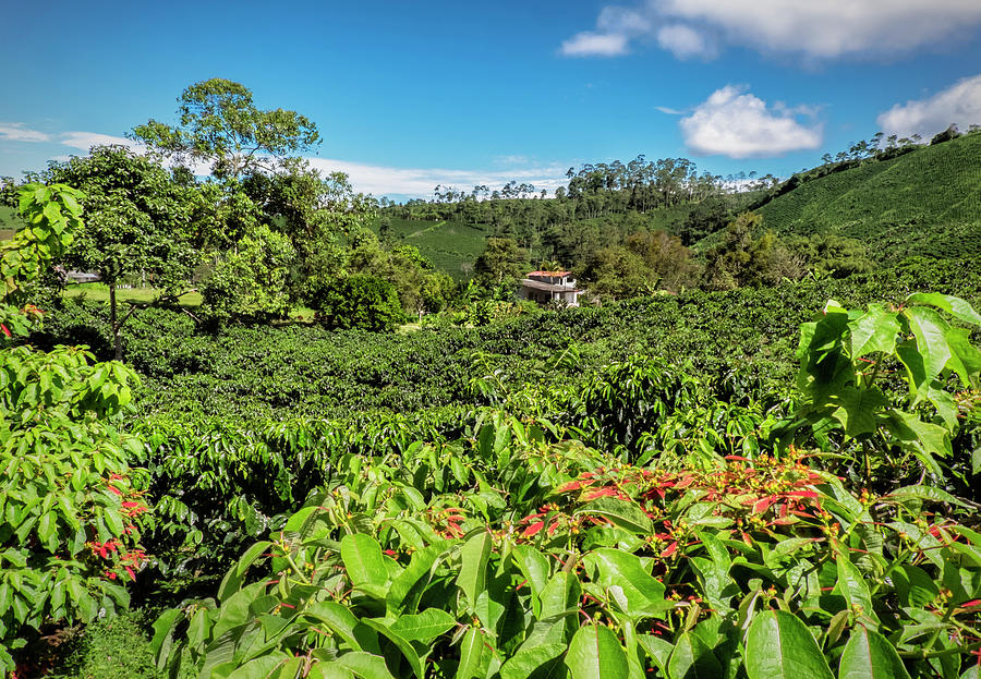 colombian-coffee-plantation-michael-evans.jpg